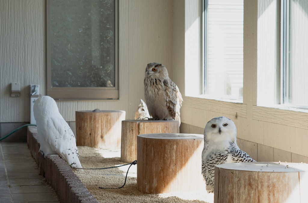 フクロウカフェでのご相談も&nbsp;<br>